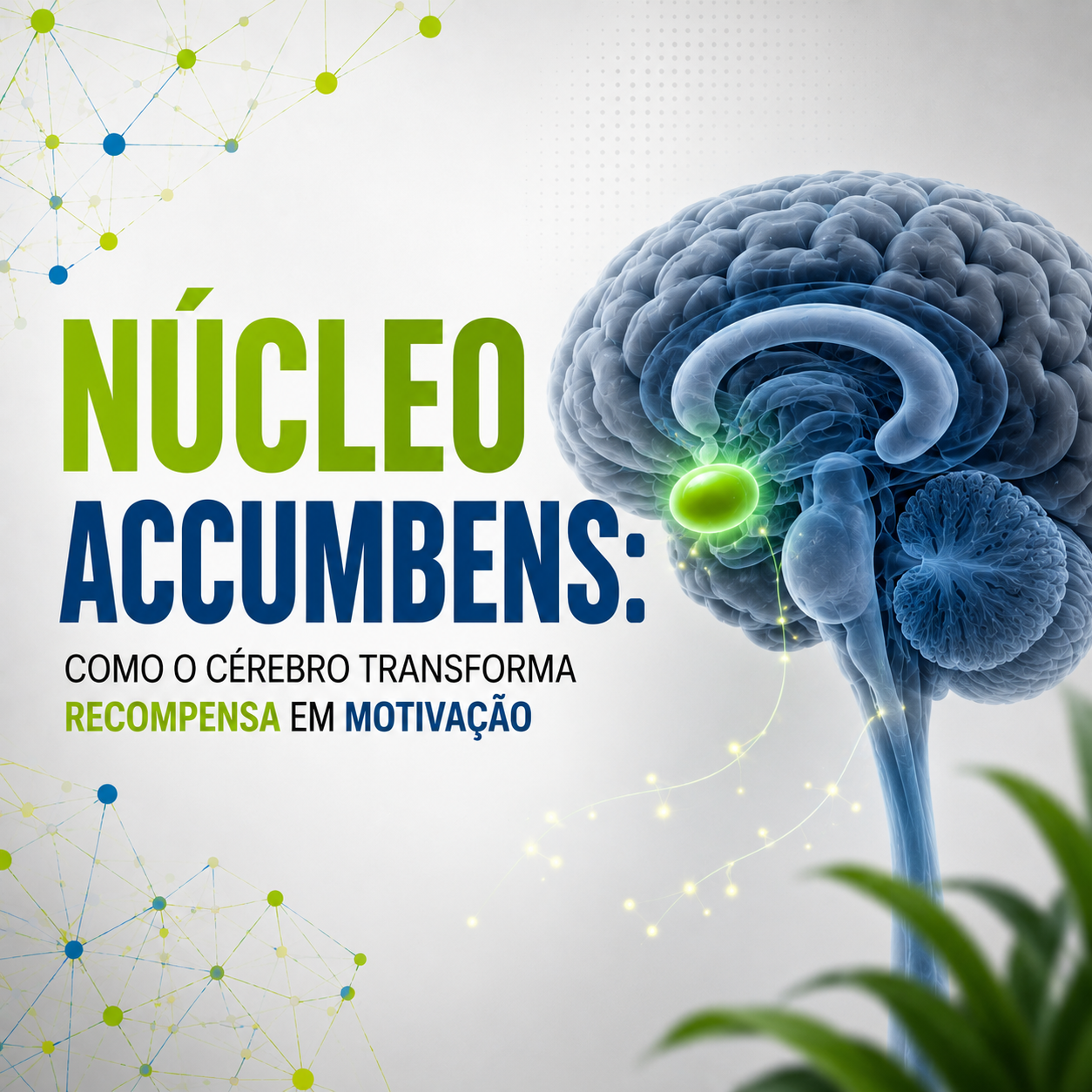 Núcleo accumbens: como o cérebro transforma recompensa em motivação